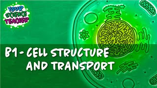 B1  WHOLE TOPIC GCSE CELL STRUCTURE AND TRANSPORT [upl. by Myrta]