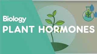 Plant Hormones Tropisms  Plants  Biology  FuseSchool [upl. by Oisangi]