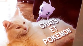 CHATS ET POKÉMON  PAROLE DE CHAT [upl. by Enialedam]