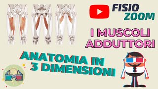 ANATOMIA 3D I muscoli adduttori [upl. by Carney795]