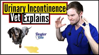 How To STOP Your Dog From Leaking Urine  Vet Explains [upl. by Alene]