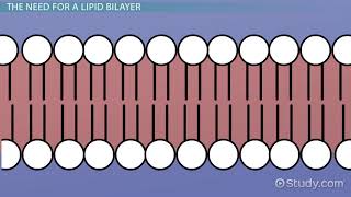 Lipid Bilayer Definition Structure amp Function [upl. by Earleen677]