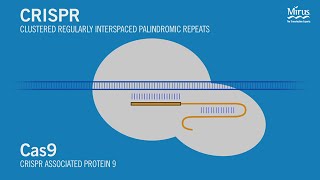 CRISPRCas9 Transfection Mirus Bio [upl. by Long691]