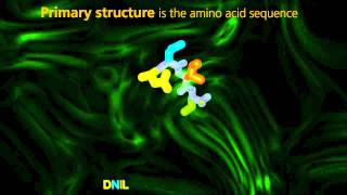 Protein Structure  University Of Surrey [upl. by Xilef547]