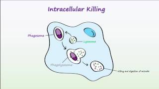 Phagocytosis [upl. by Karia500]