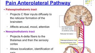 Pathophysiology Ch 47 Pain [upl. by Atibat]