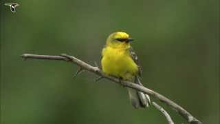 Bluewinged Warbler [upl. by Helene]