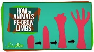 How Do Animals ReGrow Limbs And Why Cant We [upl. by Enahs496]