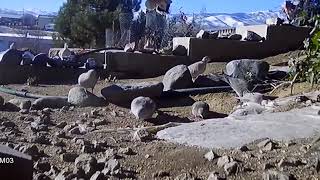 Loggerhead shrike attacks and kills sparrow [upl. by Luiza]