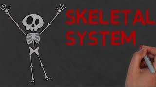 SKELETAL SYSTEM  Definition and Functions [upl. by Colton]