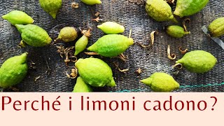 Perchè i frutticini dei limoni cadono  AGRUMI LENZI [upl. by Eillen]