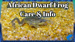 African Dwarf Frog Care and Information  Hymenochirus boettgeri  How To Keep African Dwarf Frogs [upl. by Konikow]