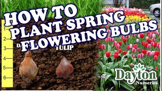 How to Plant Spring Flowering Bulbs [upl. by Elocim991]