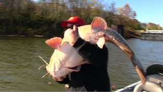 Flathead Catfishing Tips Barge hopping for Flathead Catfish [upl. by Alliuqahs150]