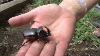 Rhinoceros beetle Oryctes Nasicornis [upl. by Nosniv]