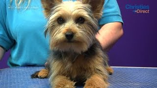 Grooming Guide  Yorkshire Terrier Puppy Trim  Pro Groomer [upl. by Acinej]