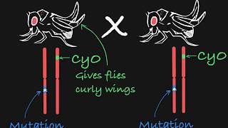 Balancer Chromosomes Explained [upl. by Nnaesor879]