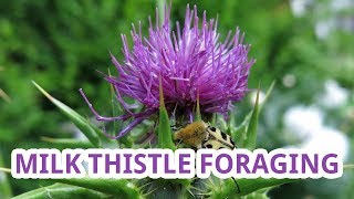 Milk Thistle Identification [upl. by Anier]