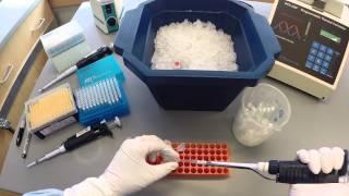 PCR Protocol  Part 1 [upl. by Tartaglia717]