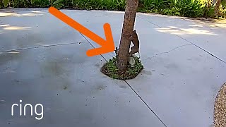 Squirrel Uses Evasive Tactics Against Bobcat  RingTV [upl. by Hirschfeld]