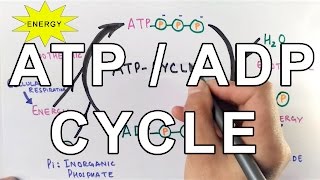 Mechanism of ATPADP Cycle [upl. by Inalak]