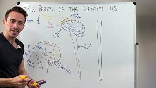 Overview of the Central Nervous System CNS [upl. by Nnylorac]