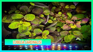 LOBELIA CARDINALIS  AQUARIUM PLANT CARE GUIDE [upl. by Irianat]