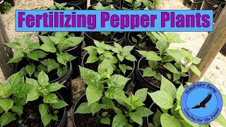 Fertilizing Pepper Plants [upl. by Welsh357]