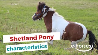 Shetland Pony I characteristics origin amp disciplines [upl. by Morganstein]