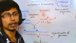 Comparative genomic hybridization [upl. by Htieh]