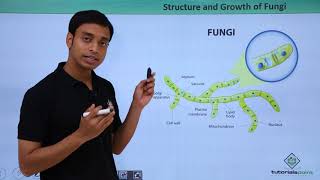 Class 11th – Fungi  Structure and growth  Biological Classification  Tutorials Point [upl. by Akinhoj577]