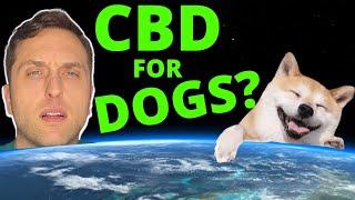 Veterinarian Explains  CBD For Dogs [upl. by Jenei]