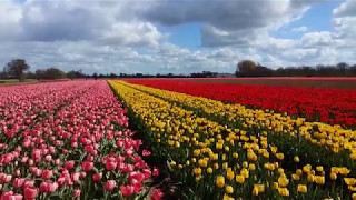 Flores e Campos de Tulipas na Holanda [upl. by Theran607]