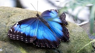 Blue Morpho Butterflies Morpho peleides [upl. by Ydaj]