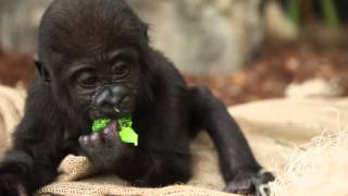 Baby Gorilla Nayembi Thriving [upl. by Ecneralc263]