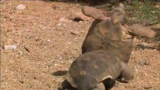 The Heat is On Desert Tortoises amp Survival Part 4 of 4 [upl. by Tap795]