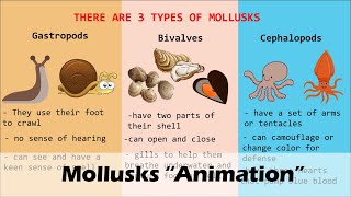 MOLLUSKS Animation [upl. by Lednic]