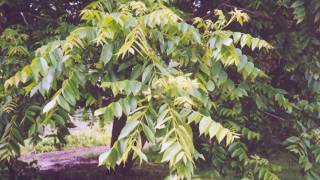 Juglans cinerea [upl. by Anivlac680]