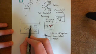 CoImmunoprecipitation Part 1 [upl. by Iorgos942]