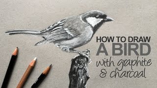 How to Draw a Realistic Bird [upl. by Ceevah]