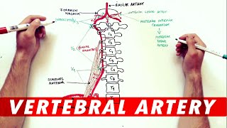 Anatomy Tutorial  The Vertebral Artery [upl. by Ddahc]