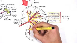 Spleen Anatomy and Physiology [upl. by Ezri]