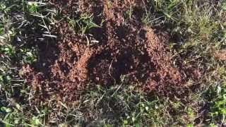 Mole Vole and Gopher Mound Identification [upl. by Vilma640]