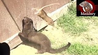 Mink and Dog Cleanup Backyard Rats [upl. by Arzed]