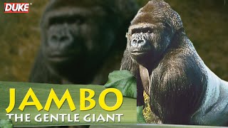 Jambo the Gorilla  The Gentle Giant  Documentary [upl. by Htenek407]