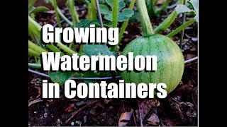 Growing Watermelon in Containers  3 Tips  Growing Large VeggiesFruit in Containers 2 [upl. by Akinor]