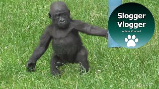 Cute Stumbling Baby Gorilla Is Having A Play [upl. by Nilyarg]