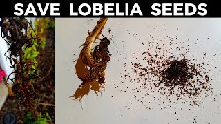 How to Save Cardinal Flower amp Lobelia Seeds [upl. by Griselda]