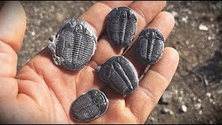 Fossil Digging for 500 Million Year Old Trilobites in Utah [upl. by Yuria]