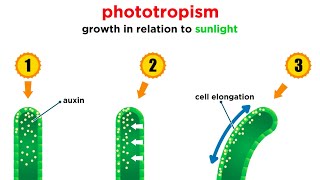 Mechanisms of Plant Growth [upl. by Namra]